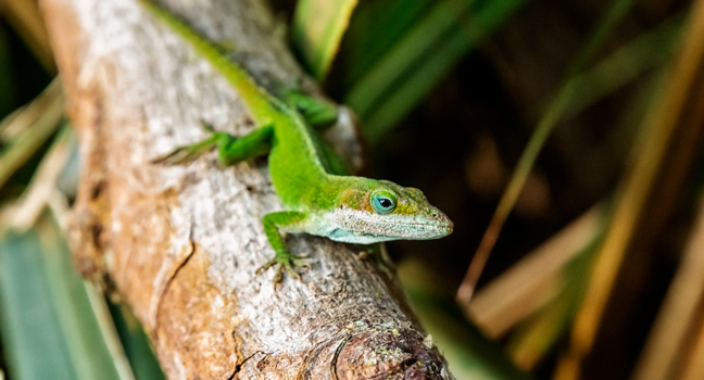 green anole on tree branch
